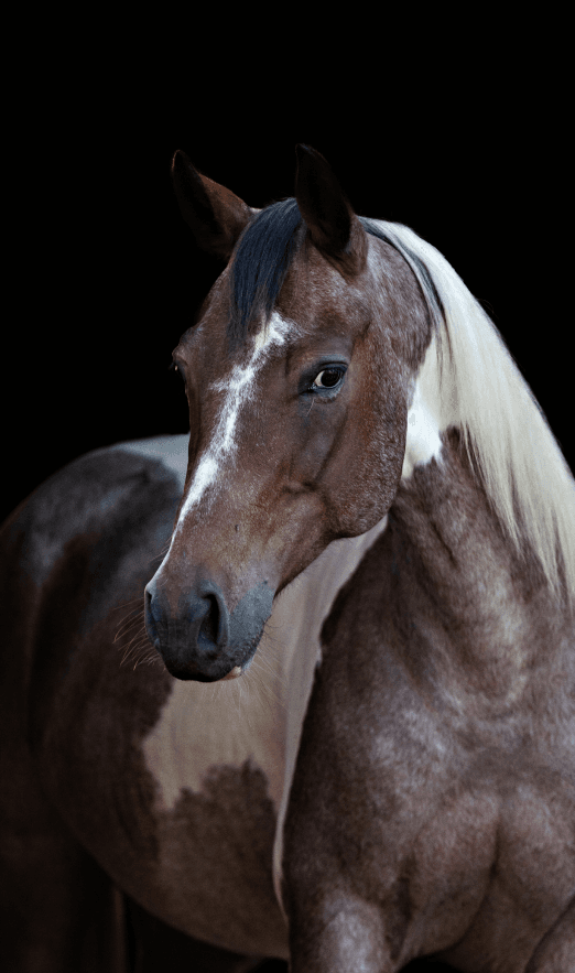 Horse with trait markers overlaid