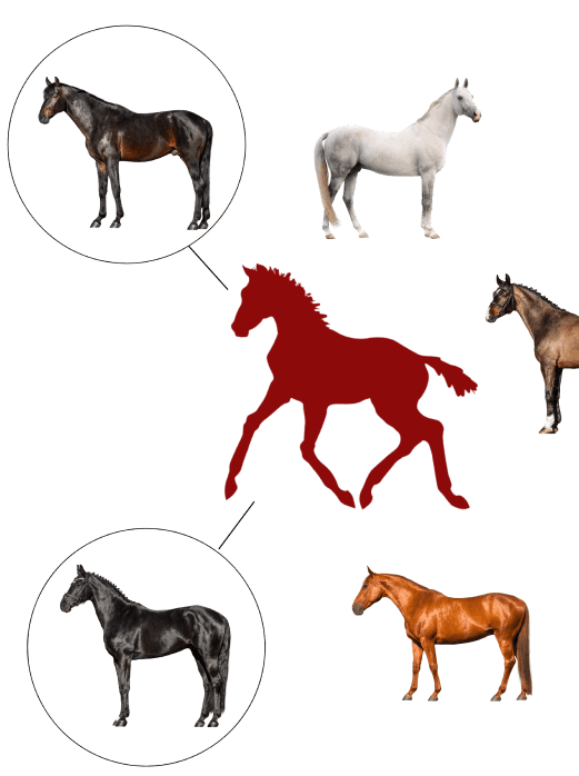 Horse with trait markers overlaid