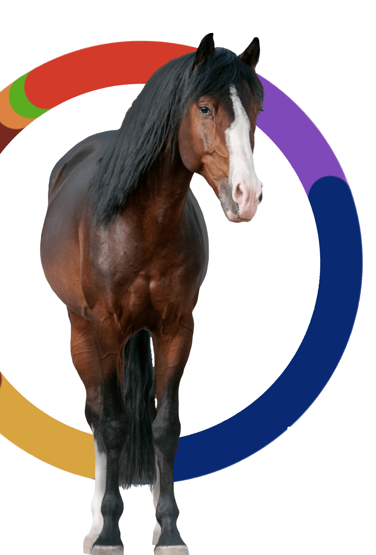 Horse with ancestry composition circle overlaid